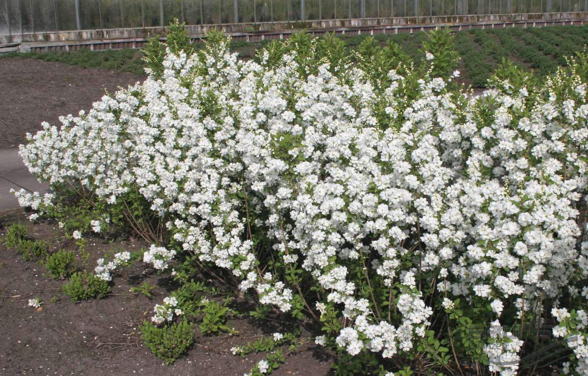 Exochorda racemosa 'Magical Springtime'